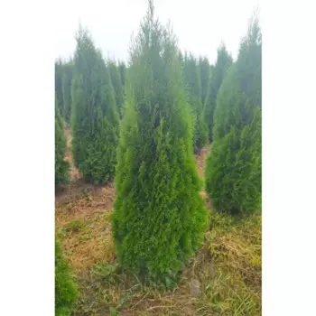 Туя западная Смарагд 41 h120 - 140 см