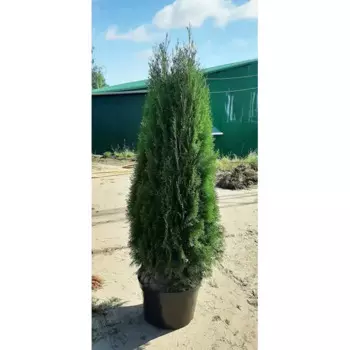 Туя западная Смарагд 44 h140 - 160 см