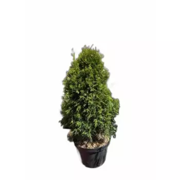 Туя западная Смарагд 50 h100 - 120 см