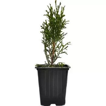 Туя западная Смарагд 9 h40 см