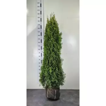 Туя западная Смарагд экстра 30 h160 - 180 см