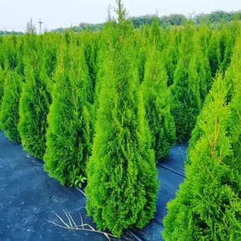 Туя западная Смарагд h120 - 140 см