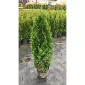 Туя западная Смарагд h120 - 140 см