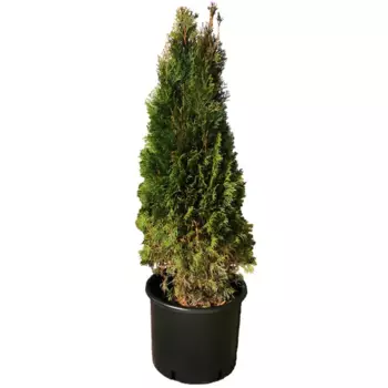 Туя западная Смарагд h120 см