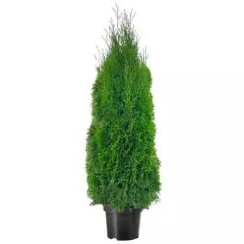 Туя западная Смарагд h140 - 160 см