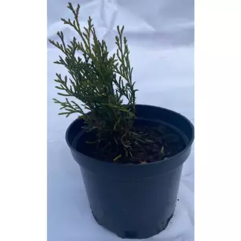 Туя западная Смарагд h30 см