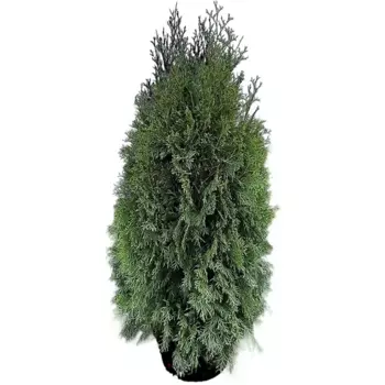 Туя западная Смарагд Экстра 40 h100 - 120 см