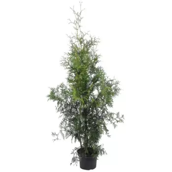 Туя западная «Смарагд» С3, 60-70 см