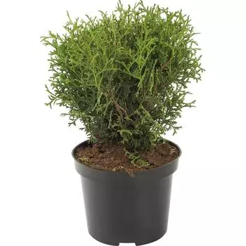 Туя западная «Тини Тим» 19x20 см