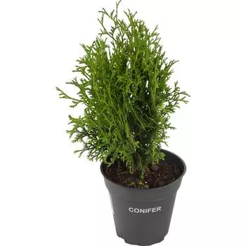 Туя западная «Тини Тим», С1/20-25 см