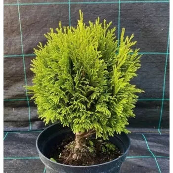 Туя западная Тип Топ