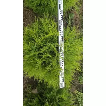 Туя западная Вудварди 30 h40 - 60 см