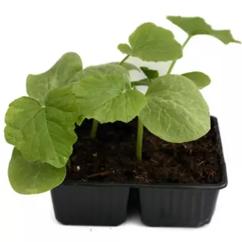 Тыква h15 см 4 шт.