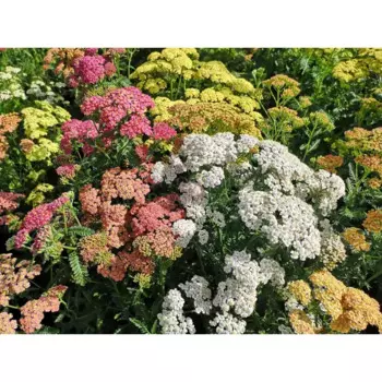 Тысячелистник микс 17 h15 - 25 см