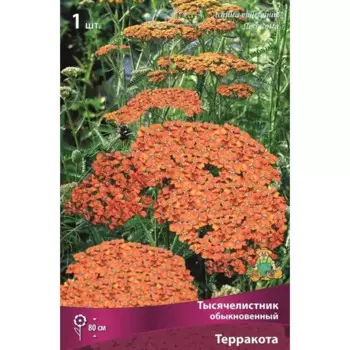 Тысячелистник обыкновенный Терракота