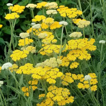 Тысячелистник таволговый 15 h см