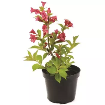 Вейгела Бристоль Руби 16.5 h20-40 см