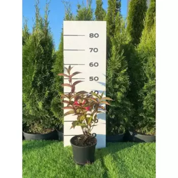 Вейгела Бристоль Руби h40 - 60 см