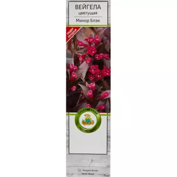 Вейгела цветущая Минор Блэк 5 h35 см