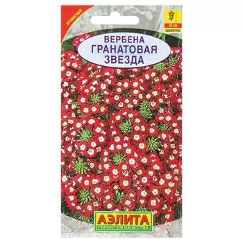 Вербена гибридная «Гранатовая звезда»