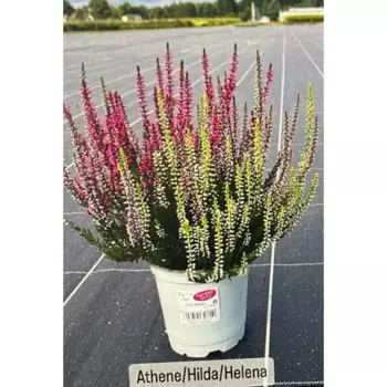 Вереск микс Афина/Хильда/Хелена 11 h10 см