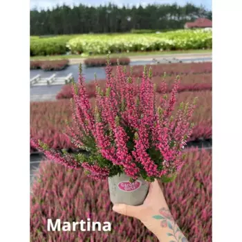 Вереск обыкновенный Мартина красный 9 h10 см