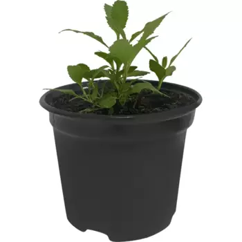 Вероника колосистая микс 12 h25 см Агрони