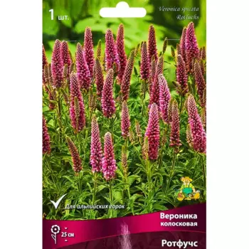 Вероника колосковая Ротфучс