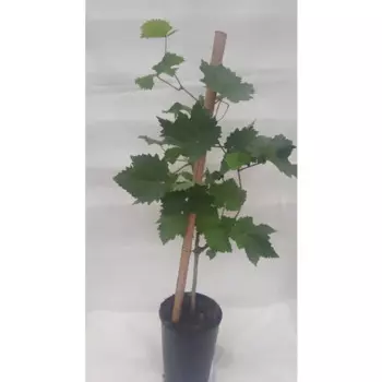 Виноград Бананас h30 - 40 см