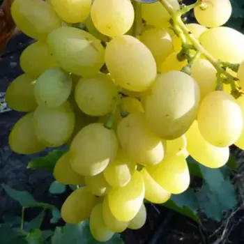 Виноград «Благовест» C2 высота 60-80 см