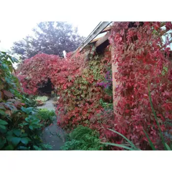 Виноград девичий 15x40-60 см