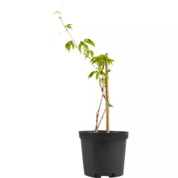 Виноград Девичий 22 h40 - 60 см