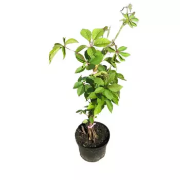 Виноград девичий h30 - 50 см