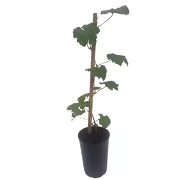 Виноград Грей h30 - 40 см