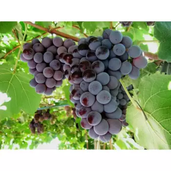 Виноград «Кардинал» C2 высота 60-80 см