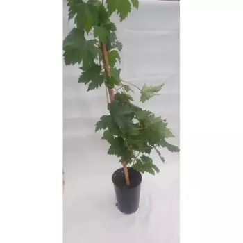 Виноград Ливадийский h30 - 40 см