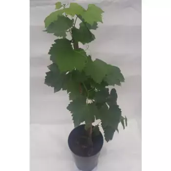 Виноград Лора h30 - 40 см