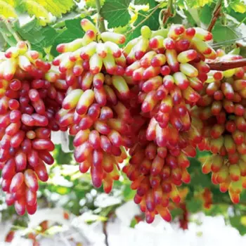 Виноград микс 10.5 h30 см