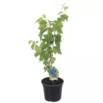 Виноград микс-5 h25 см