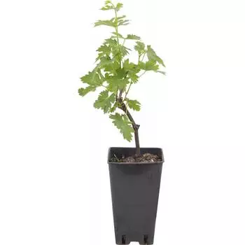 Виноград плодовый «Кодрянка» C2 высота 50 см