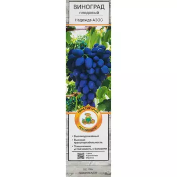 Виноград плодовый Надежда АЗОС h60 см