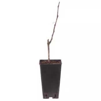 Виноград плодовый С2 «Августин» h50