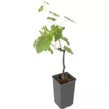 Виноград плодовый С2 «Левокумский» h50