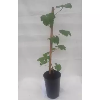 Виноград Триумф h30 - 40 см