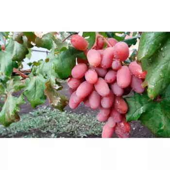 Виноград «Виктор» C2 высота 60-80 см