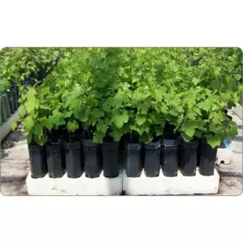 Виноград Виктория 10 h25 см