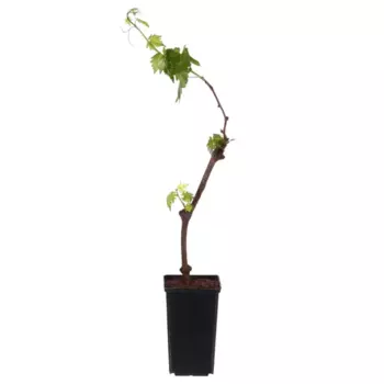 Виноград Зилга 12.5 h30 см