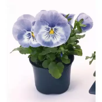 Виола 10 h12 см