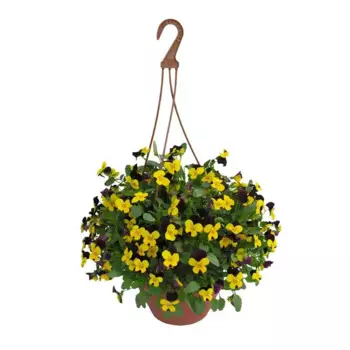 Виола ампельная D18, H12