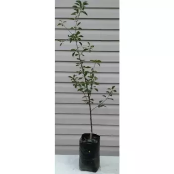 Вишни двухлетняя Любская 25 см h130 см